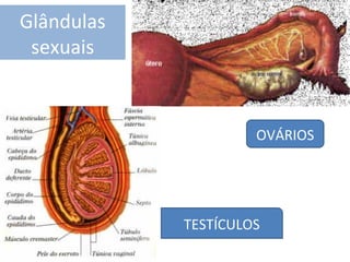 Glândulas
sexuais

OVÁRIOS

TESTÍCULOS

 
