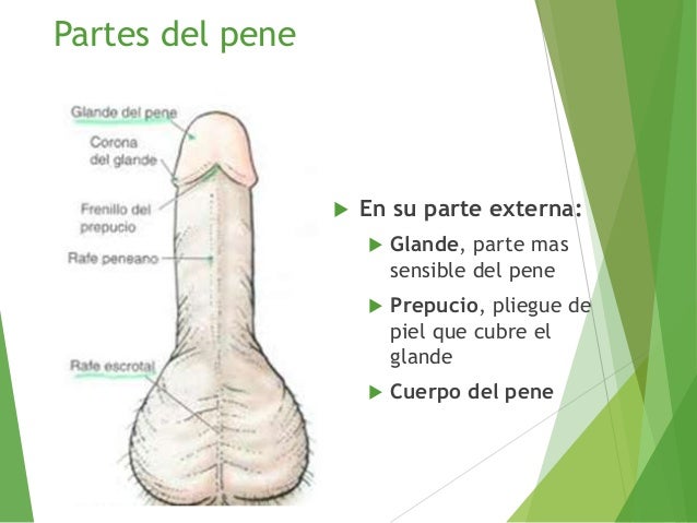 El aumento del miembro en astrahani
