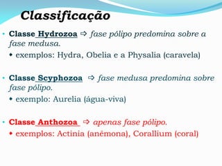 Classificação
• Classe Hydrozoa  fase pólipo predomina sobre a
fase medusa.
 exemplos: Hydra, Obelia e a Physalia (caravela)
• Classe Scyphozoa  fase medusa predomina sobre
fase pólipo.
 exemplo: Aurelia (água-viva)
• Classe Anthozoa  apenas fase pólipo.
 exemplos: Actinia (anêmona), Corallium (coral)
 