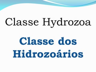Classe Hydrozoa
Classe dos
Hidrozoários
 