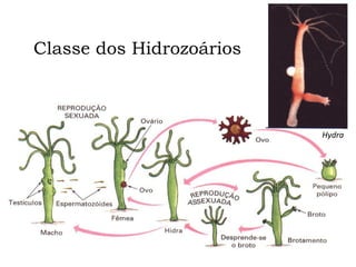 Hydra
Classe dos Hidrozoários
 