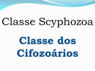 Classe Scyphozoa
Classe dos
Cifozoários
 