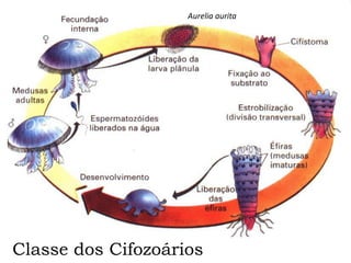 Aurelia aurita
Classe dos Cifozoários
 