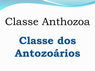 Classe Anthozoa
Classe dos
Antozoários
 