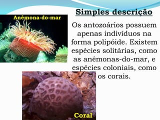 Os antozoários possuem
apenas indivíduos na
forma polipóide. Existem
espécies solitárias, como
as anêmonas-do-mar, e
espécies coloniais, como
os corais.
Simples descrição
Anêmona-do-mar
Coral
 
