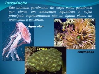Introdução
São animais geralmente de corpo mole, gelatinoso
que vivem em ambientes aquáticos e cujos
principais representantes são as águas vivas, as
anêmonas e os corais.
Água viva
Anêmonas
Corais
 