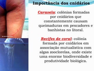 Importância dos cnidários
Caravela: colônias formadas
por cnidários que
constantemente causam
queimaduras em pescadores e
banhistas no litoral.
Recifes de coral: colônia
formada por cnidários em
associação mutualística com
algas zooclorelas, onde existe
uma enorme biodiversidade e
produtividade biológica.
 