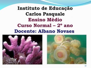 Instituto de Educação
Carlos Pasquale
Ensino Médio
Curso Normal – 2º ano
Docente: Albano Novaes.
22
Reino Animal - Filo dos Poríferos / Prof. Albano Novaes
 