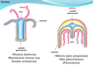 Formas
cavidade
gastrovascular
boca
tentáculo
boca
tentáculo
cavidade
gastrovascular
PÓLIPO MEDUSA
•Sésseis (imóveis)
•Bentônicos (vivem nos
fundos oceânicos)
•Móveis (jato propulsão)
•São planctônicos
(Flutuantes)
 