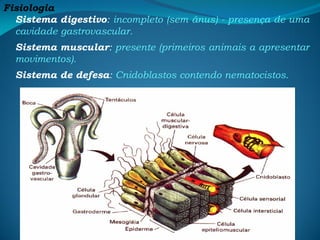 Fisiologia
Sistema digestivo: incompleto (sem ânus) - presença de uma
cavidade gastrovascular.
Sistema muscular: presente (primeiros animais a apresentar
movimentos).
Sistema de defesa: Cnidoblastos contendo nematocistos.
 