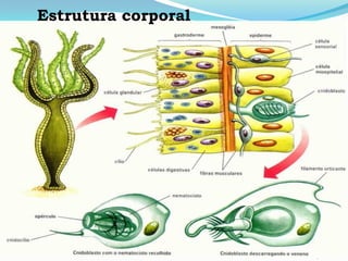 Prof.: Rogério Fadul
Estrutura corporal
 
