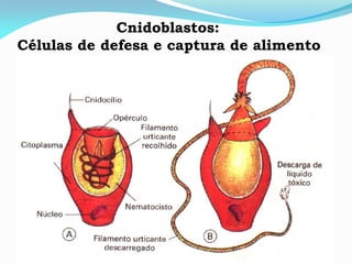 Cnidoblastos:
Células de defesa e captura de alimento
 