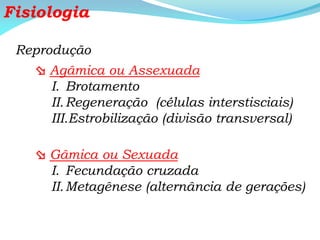 Fisiologia
Reprodução
 Agâmica ou Assexuada
I. Brotamento
II.Regeneração (células interstisciais)
III.Estrobilização (divisão transversal)
 Gâmica ou Sexuada
I. Fecundação cruzada
II.Metagênese (alternância de gerações)
 