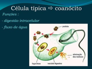 Célula típica  coanócito
Funções :
- digestão intracelular
- fluxo de água
 