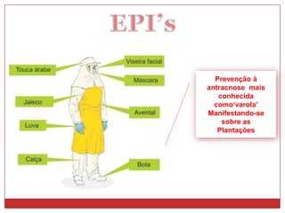 Prevenção à
antracnose mais
conhecida
como‘varola’
Manifestando-se
sobre as
Plantações
 