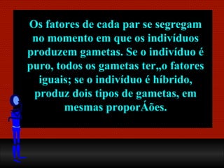 Os fatores de cada par se  segregam  no momento em que os indivíduos produzem gametas. Se o indivíduo é puro, todos os gametas terão fatores iguais; se o indivíduo é híbrido, produz dois tipos de gametas, em mesmas proporções. 