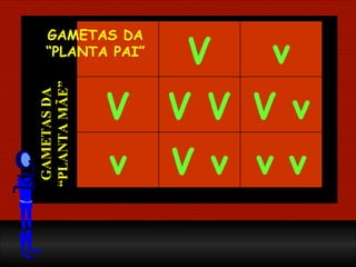 GAMETAS DA “PLANTA MÃE” GAMETAS DA “PLANTA PAI” v v V v v V v V V V v V 