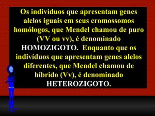 Os indivíduos que apresentam genes alelos iguais em seus cromossomos homólogos, que Mendel chamou de puro (VV ou vv), é denominado  HOMOZIGOTO .  Enquanto que os indivíduos que apresentam genes alelos diferentes, que Mendel chamou de híbrido (Vv), é denominado  HETEROZIGOTO . 