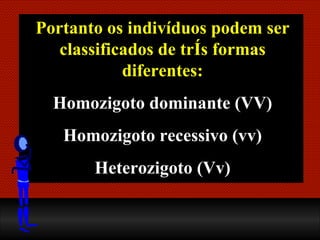 Portanto os indivíduos podem ser classificados de três formas diferentes: Homozigoto dominante (VV) Homozigoto recessivo (vv) Heterozigoto (Vv) 