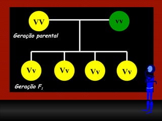 Geração parental Geração F 1 VV vv Vv Vv Vv Vv 