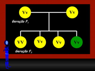 Geração F 1 Geração F 2 Vv Vv VV Vv Vv Vv 