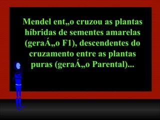 Mendel então cruzou as plantas híbridas de sementes amarelas (geração F1), descendentes do cruzamento entre as plantas pur...