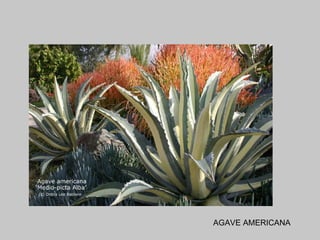AGAVE AMERICANA 