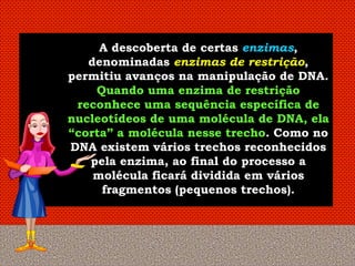 A descoberta de certas enzimas,
   denominadas enzimas de restrição,
permitiu avanços na manipulação de DNA.
    Quando uma enzima de restrição
 reconhece uma sequência específica de
nucleotídeos de uma molécula de DNA, ela
“corta” a molécula nesse trecho. Como no
DNA existem vários trechos reconhecidos
   pela enzima, ao final do processo a
    molécula ficará dividida em vários
     fragmentos (pequenos trechos).
 