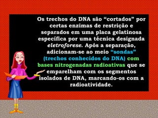 Os trechos do DNA são “cortados” por
     certas enzimas de restrição e
 separados em uma placa gelatinosa
específica por uma técnica designada
    eletroforese. Após a separação,
    adicionam-se ao meio “sondas”
  (trechos conhecidos do DNA) com
bases nitrogenadas radioativas que se
    emparelham com os segmentos
isolados de DNA, marcando-os com a
            radioatividade.
 