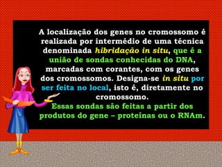 A localização dos genes no cromossomo é
realizada por intermédio de uma técnica
 denominada hibridação in situ, que é a
   união de sondas conhecidas do DNA,
  marcadas com corantes, com os genes
dos cromossomos. Designa-se in situ por
ser feita no local, isto é, diretamente no
               cromossomo.
    Essas sondas são feitas a partir dos
produtos do gene – proteínas ou o RNAm.
 
