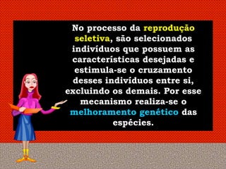 No processo da reprodução
  seletiva, são selecionados
 indivíduos que possuem as
 características desejadas e
  estimula-se o cruzamento
 desses indivíduos entre si,
excluindo os demais. Por esse
   mecanismo realiza-se o
 melhoramento genético das
           espécies.
 