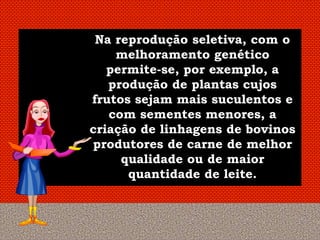 Na reprodução seletiva, com o
    melhoramento genético
   permite-se, por exemplo, a
   produção de plantas cujos
frutos sejam mais suculentos e
   com sementes menores, a
criação de linhagens de bovinos
produtores de carne de melhor
     qualidade ou de maior
      quantidade de leite.
 