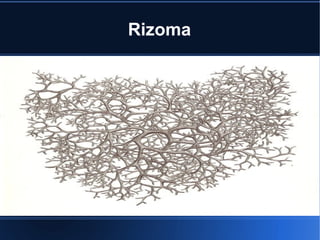 Rizoma

 