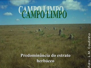 Predominância do estratoPredominância do estrato
herbáceoherbáceo
 