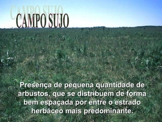 Presença de pequena quantidade dePresença de pequena quantidade de
arbustos, que se distribuem de formaarbustos, que se distribuem de forma
bem espaçada por entre o estradobem espaçada por entre o estrado
herbáceo mais predominanteherbáceo mais predominante..
 
