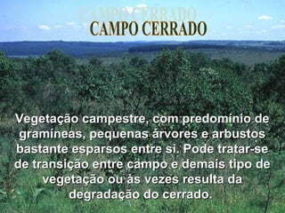 Vegetação campestre, com predomínio deVegetação campestre, com predomínio de
gramíneas, pequenas árvores e arbustosgramíneas, pequenas árvores e arbustos
bastante esparsos entre si. Pode tratar-sebastante esparsos entre si. Pode tratar-se
de transição entre campo e demais tipo dede transição entre campo e demais tipo de
vegetação ou às vezes resulta davegetação ou às vezes resulta da
degradação do cerrado.degradação do cerrado.
 