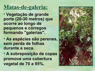 Matas-de-galeria:
• A sobreposição de copas
promove uma cobertura
vegetal de 70 a 95%.
• Vegetação de grande
porte (20-30 metros) que
ocorre ao longo de
pequenos e córregos
formando "galerias".
• As espécies são perenes,
sem perda de folhas
durante a seca.
 