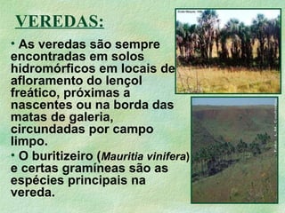 VEREDAS:
• As veredas são sempre
encontradas em solos
hidromórficos em locais de
afloramento do lençol
freático, próximas a
nascentes ou na borda das
matas de galeria,
circundadas por campo
limpo.
• O buritizeiro (Mauritia vinifera)
e certas gramíneas são as
espécies principais na
vereda.
 