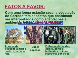 A ÁGUA É UM FATOR
LIMITANTE PARA A
VEGETAÇÃO DO CERRADO??
Com uma longa estação seca, a vegetação
do Cerrado,tem aspectos que costumam
ser interpretados como adaptações a
ambientes secos. (xeromorfismo)
Árvores de
pequeno a médio
porte e de copa
rala.
Folhas endurecidas,
com superfície
brilhante e, não raro,
recoberta por pêlos.
FATOS A FAVOR:
Suber
espesso
 