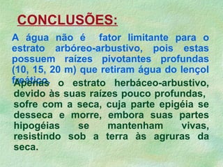 A água não é fator limitante para o
estrato arbóreo-arbustivo, pois estas
possuem raízes pivotantes profundas
(10, 15, 20 m) que retiram água do lençol
freático.Apenas o estrato herbáceo-arbustivo,
devido às suas raízes pouco profundas,
sofre com a seca, cuja parte epigéia se
desseca e morre, embora suas partes
hipogéias se mantenham vivas,
resistindo sob a terra às agruras da
seca.
CONCLUSÕES:
 