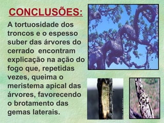 A tortuosidade dos
troncos e o espesso
suber das árvores do
cerrado encontram
explicação na ação do
fogo que, repetidas
vezes, queima o
meristema apical das
árvores, favorecendo
o brotamento das
gemas laterais.
CONCLUSÕES:
 