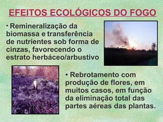 EFEITOS ECOLÓGICOS DO FOGO
• Remineralização da
biomassa e transferência
de nutrientes sob forma de
cinzas, favorecendo o
estrato herbáceo/arbustivo
• Rebrotamento com
produção de flores, em
muitos casos, em função
da eliminação total das
partes aéreas das plantas.
 
