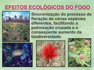 Sincronização do processo de
floração de várias espécies
diferentes, facilitando a
polinização cruzada e o
conseqüente aumento da
biodiversidade.
EFEITOS ECOLÓGICOS DO FOGO
 