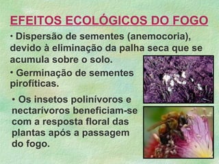 EFEITOS ECOLÓGICOS DO FOGO
• Dispersão de sementes (anemocoria),
devido à eliminação da palha seca que se
acumula sobre o solo.
• Germinação de sementes
pirofíticas.
• Os insetos polinívoros e
nectarívoros beneficiam-se
com a resposta floral das
plantas após a passagem
do fogo.
 