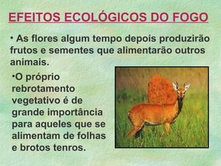 • As flores algum tempo depois produzirão
frutos e sementes que alimentarão outros
animais.
EFEITOS ECOLÓGICOS DO FOGO
•O próprio
rebrotamento
vegetativo é de
grande importância
para aqueles que se
alimentam de folhas
e brotos tenros.
 