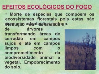 EFEITOS ECOLÓGICOS DO FOGO
• Morte de espécies que compõem os
ecossistemas florestais pois estas não
possuem adaptações ao fogo.•Redução da densidade
de árvores
transformando áreas de
cerradão em campos
sujos e até em campos
limpos com o
comprometimento da
biodiversidade animal e
vegetal. Empobrecimento
do solo.
 