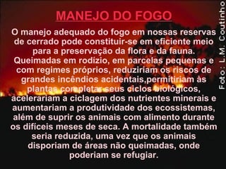 MANEJO DO FOGO
O manejo adequado do fogo em nossas reservas
de cerrado pode constituir-se em eficiente meio
para a preservação da flora e da fauna.
Queimadas em rodízio, em parcelas pequenas e
com regimes próprios, reduziriam os riscos de
grandes incêndios acidentais,permitiriam às
plantas completar seus ciclos biológicos,
acelerariam a ciclagem dos nutrientes minerais e
aumentariam a produtividade dos ecossistemas,
além de suprir os animais com alimento durante
os difíceis meses de seca. A mortalidade também
seria reduzida, uma vez que os animais
disporiam de áreas não queimadas, onde
poderiam se refugiar.
 