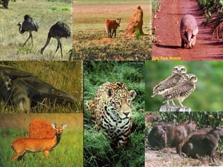 BIODIVERSIDADE
O cerrado possui um terço da
biodiversidade do nosso país, ou seja, de
cada 100 espécies de seres vivos
brasileiros, cerca de 33 vivem por lá.
É considerado o segundo maior bioma do
Brasil, isto é, o segundo maior conjunto
de espécies animais e vegetais que vivem
em uma mesma área, atrás apenas da
Amazônia.
 