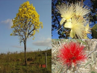 Sua flora riquíssima apresenta mais de
10.000 espécies de plantas, sendo 4.400
endêmicas dessa área.
A fauna apresenta 837 espécies de aves;
161 espécies de mamíferos (19 endêmicas);
150 espécies de anfíbios, (45 endêmicas);
120 espécies de répteis, (45 endêmicas).
Apenas no Distrito Federal, há 90
espécies de cupins, mil espécies de
borboletas e 500 espécies de abelhas e
vespas.
 