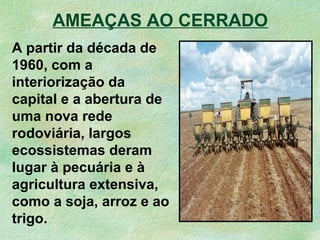 AMEAÇAS AO CERRADO
A partir da década de
1960, com a
interiorização da
capital e a abertura de
uma nova rede
rodoviária, largos
ecossistemas deram
lugar à pecuária e à
agricultura extensiva,
como a soja, arroz e ao
trigo.
 